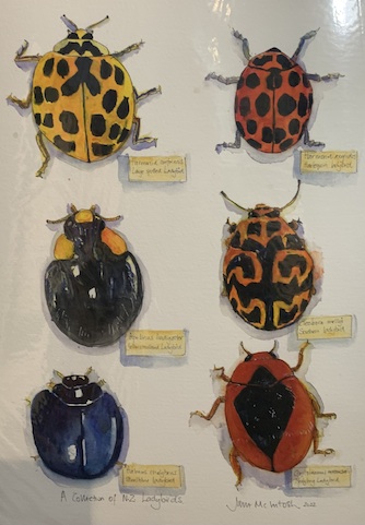 Jane McIntosh | Collection of Ladybirds | McAtamney Gallery and Design Store | Geradline NZ
